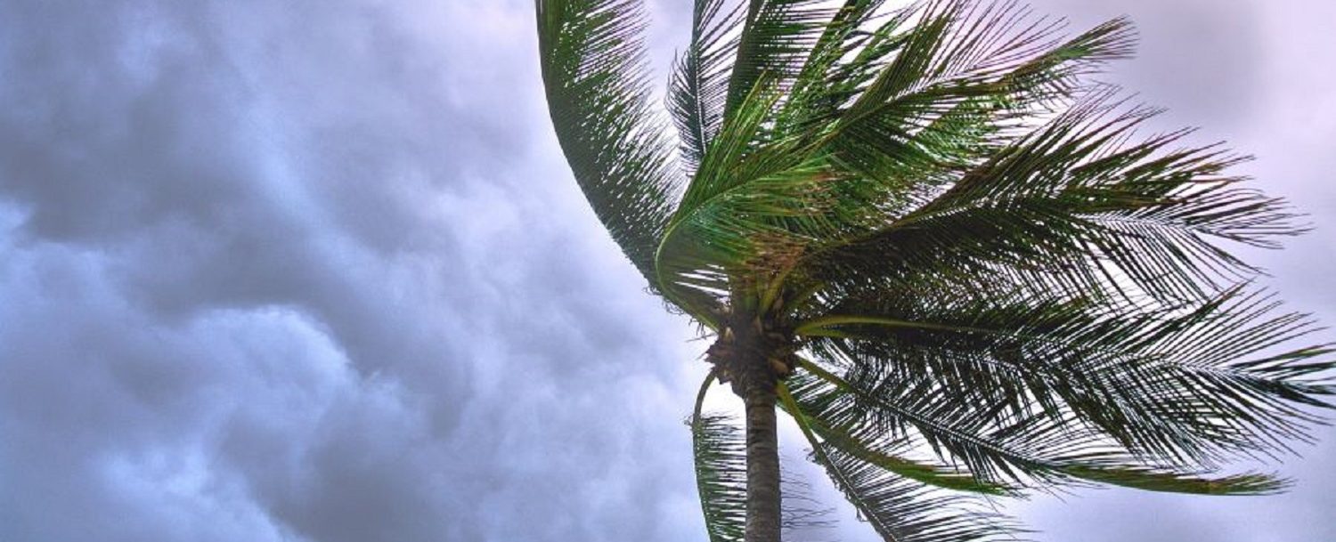 Palm trees in a storm
