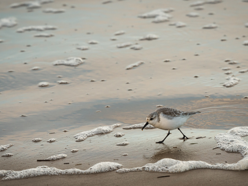 shore bird in wet sand