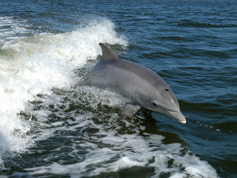 dolphin in surf