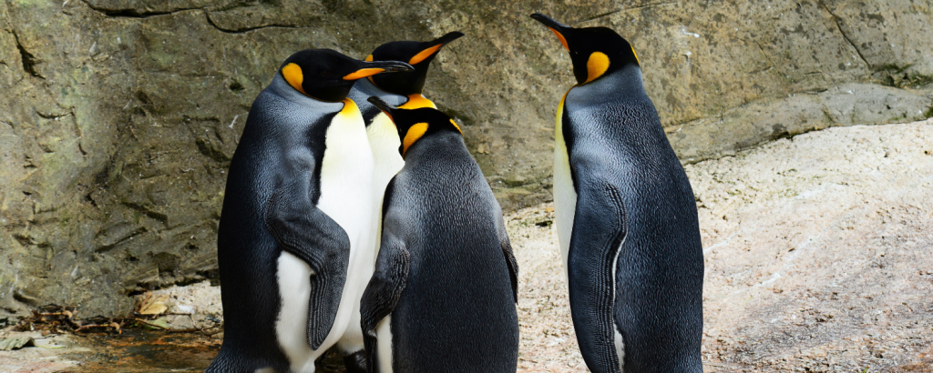 penguins at aquarium