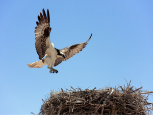 osprey landing in nest