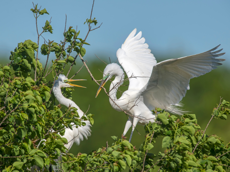 great white egrets, high island, tx