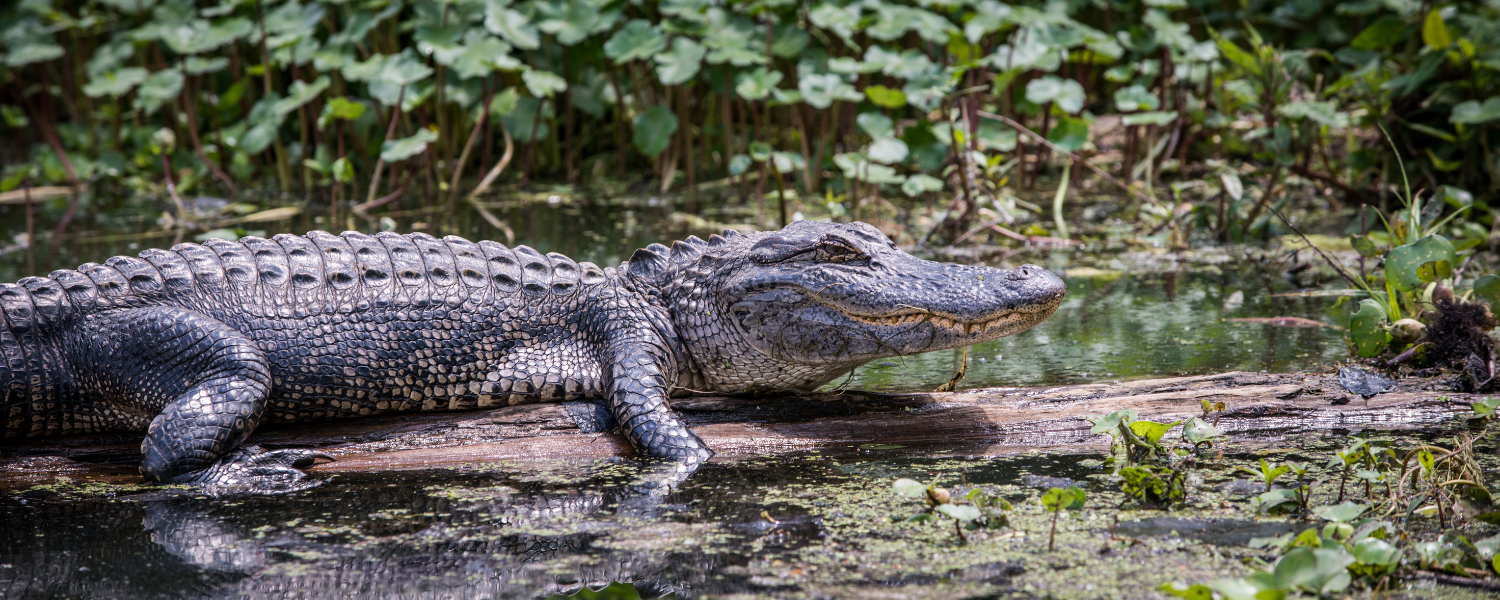 american alligator sunning on log in water