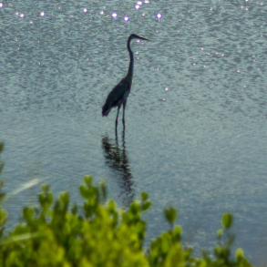 heron in water, Anahuac National Wildlife Refuge
