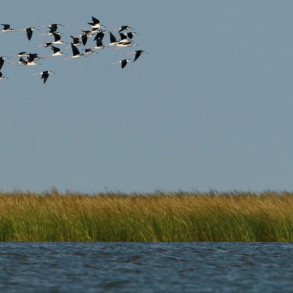 birds migrating over marsh