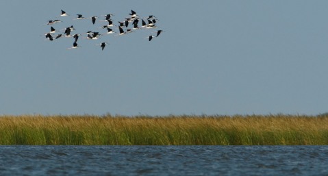 birds migrating over marsh